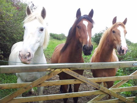 Horses at gate